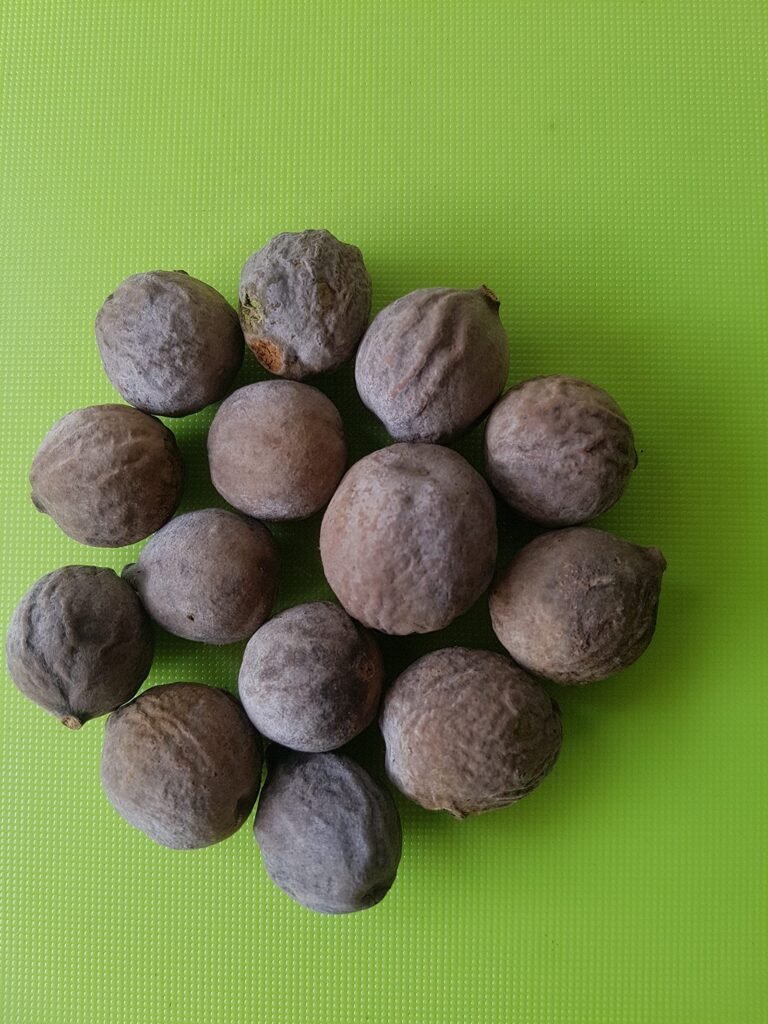 The Power of Vibhitaki (Terminalia Bellirica): An Ayurvedic Treasure for Health and Wellness